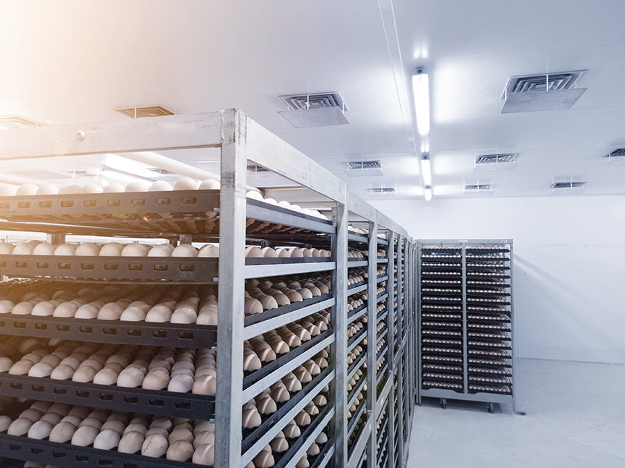 Chicken eggs in the trolley, are eggs that are ready to be hatched into the hatchery. temporary egg stock containers. eggs storages on the coolingroom.