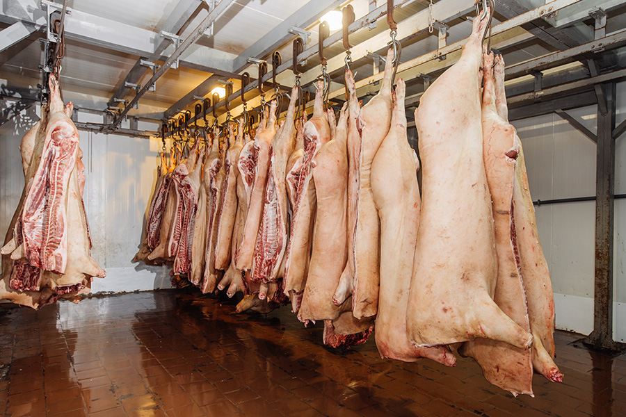 Pig carcasses in a slaughterhouse or abattoir hanging from metal hooks on a rail in a cold room